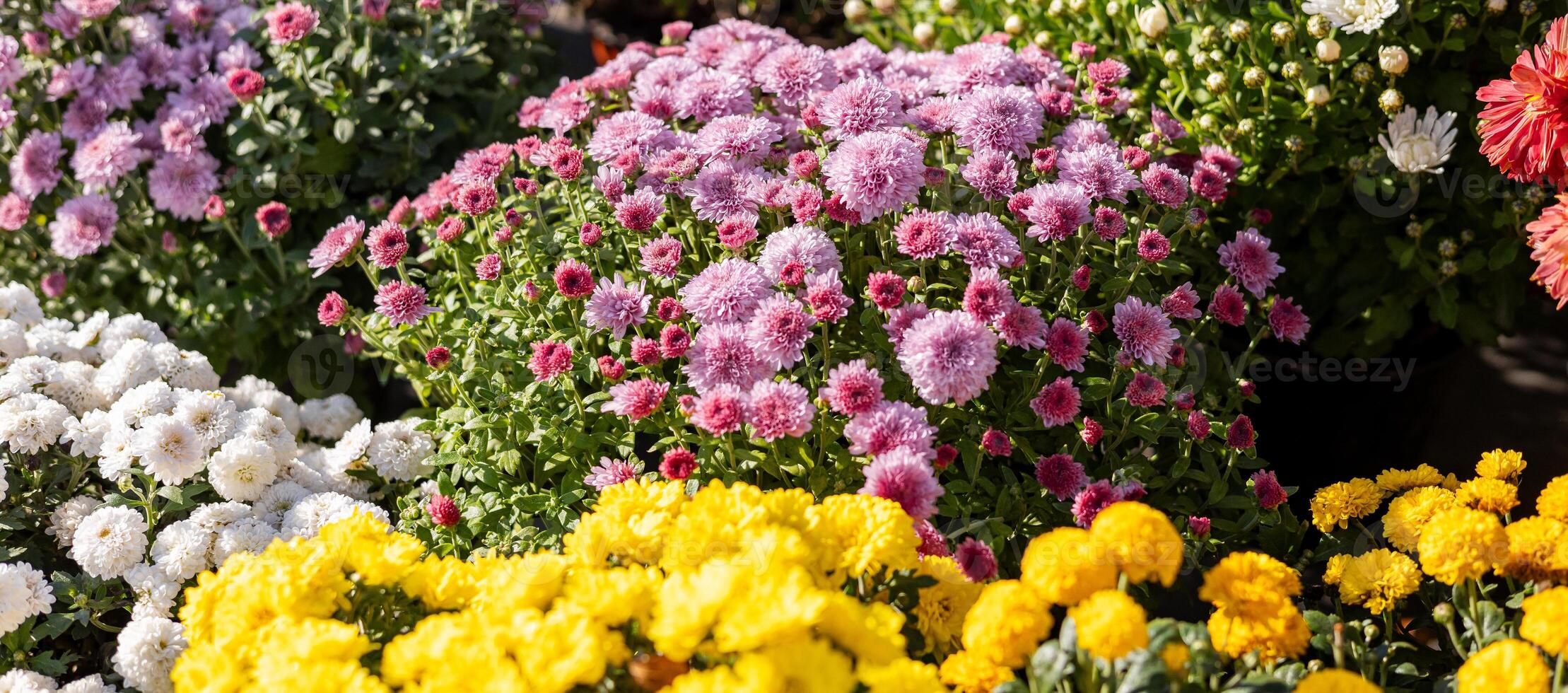 Various chrysanthemum plants in full bloom, featuring yellow, white, and purple flowers in pots arranged on a garden bench. photo