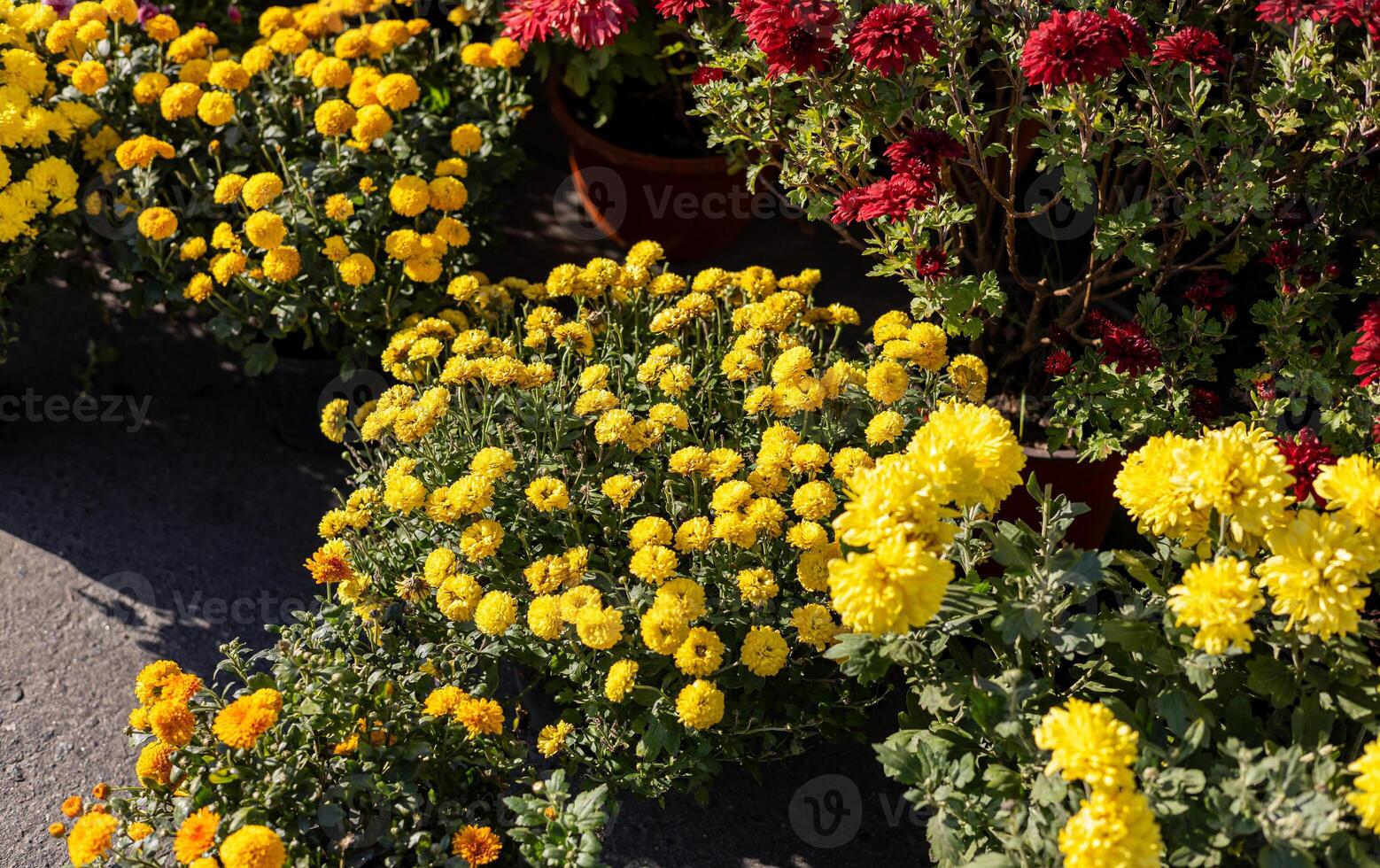 Various chrysanthemum plants in full bloom, featuring yellow, white, and purple flowers in pots arranged on a garden bench. photo