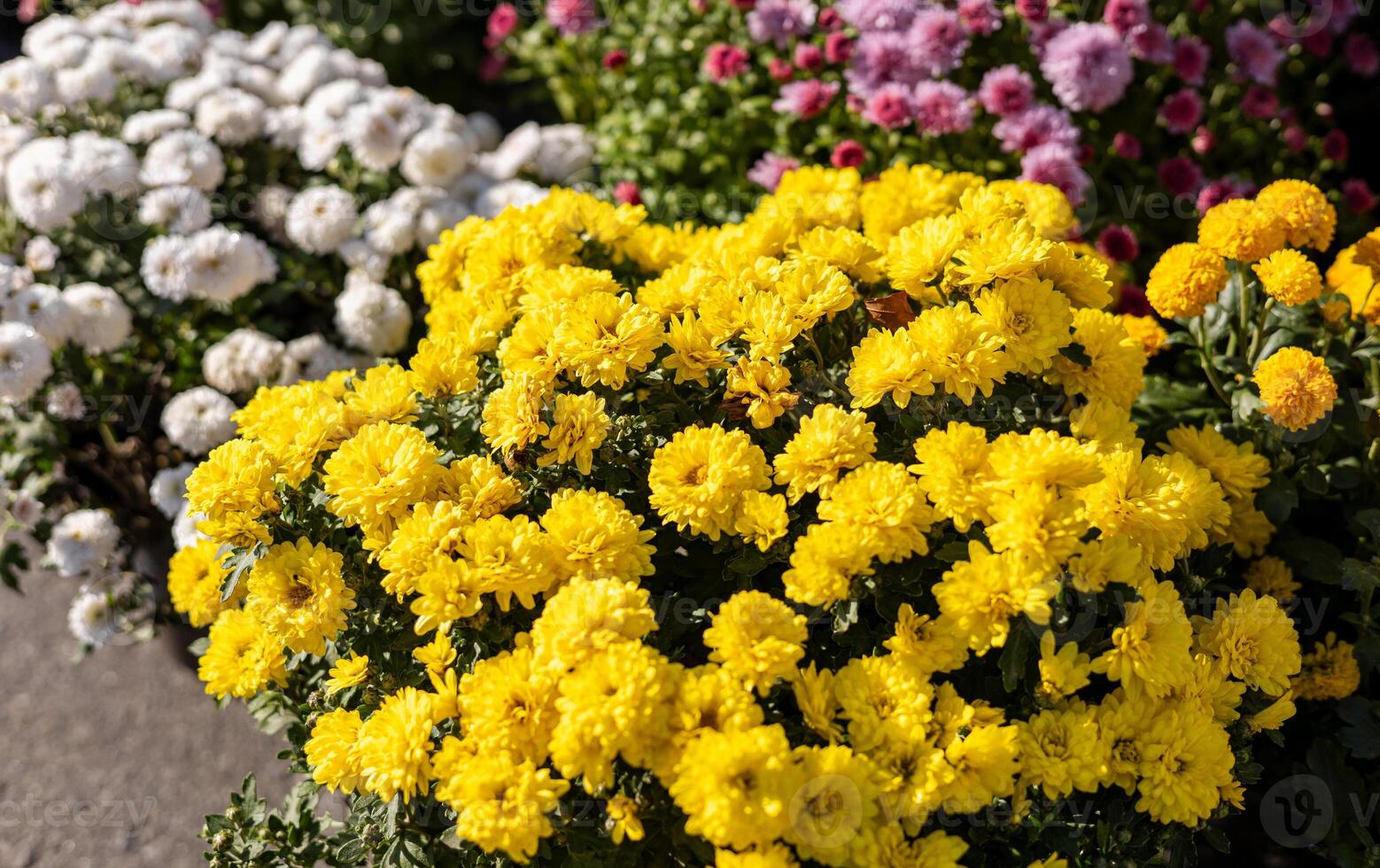 Various chrysanthemum plants in full bloom, featuring yellow, white, and purple flowers in pots arranged on a garden bench. photo