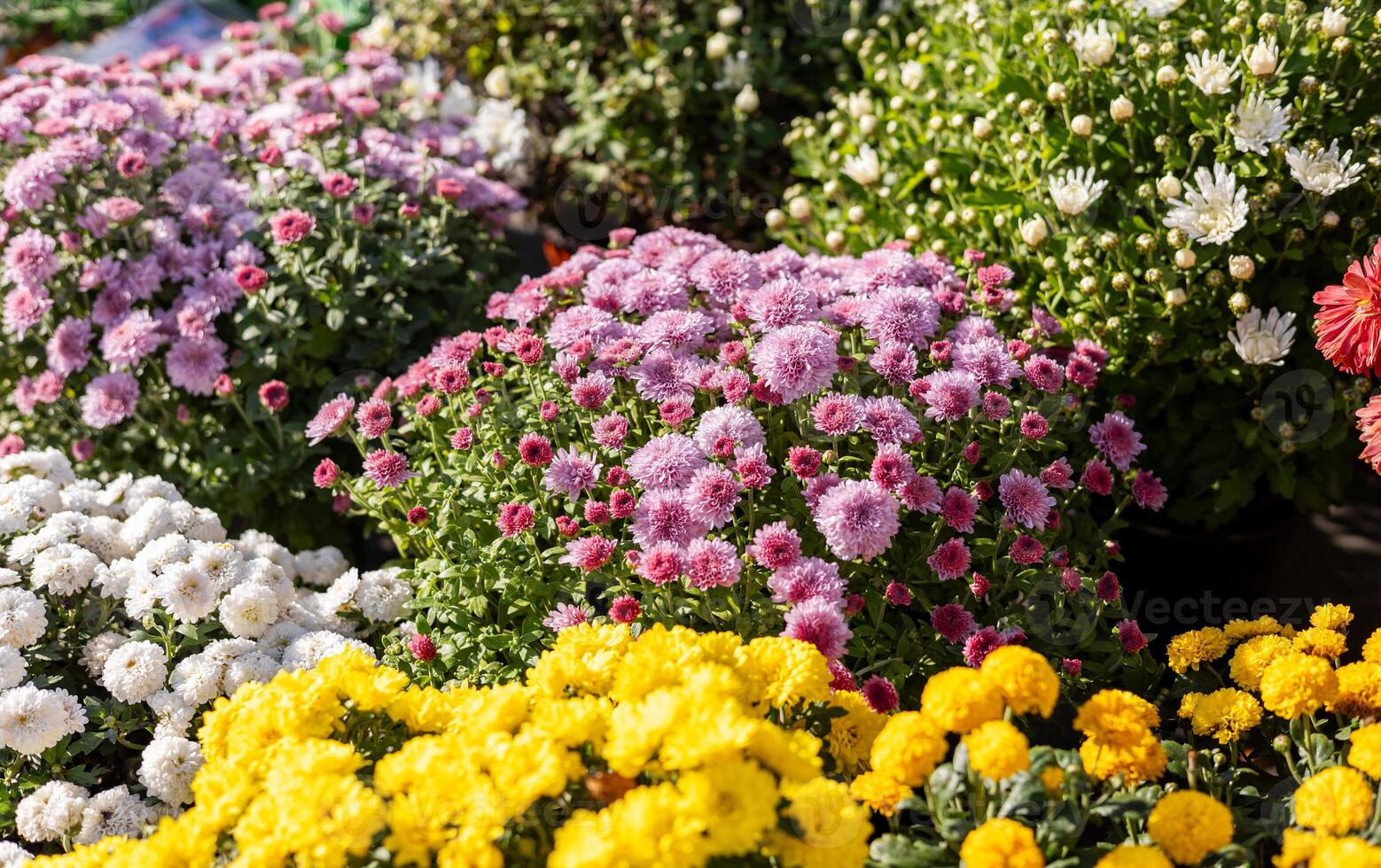 Various chrysanthemum plants in full bloom, featuring yellow, white, and purple flowers in pots arranged on a garden bench. photo