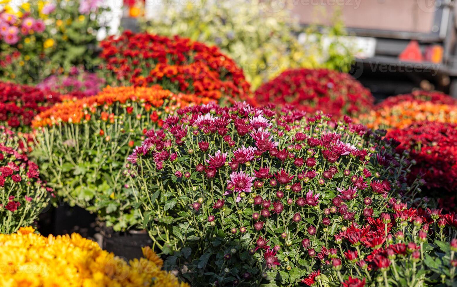 A variety of chrysanthemums in bright colors fills a garden market, showcasing autumn beauty. Brightly colored mums chrysanthemum plants at farmers market fall festival. photo