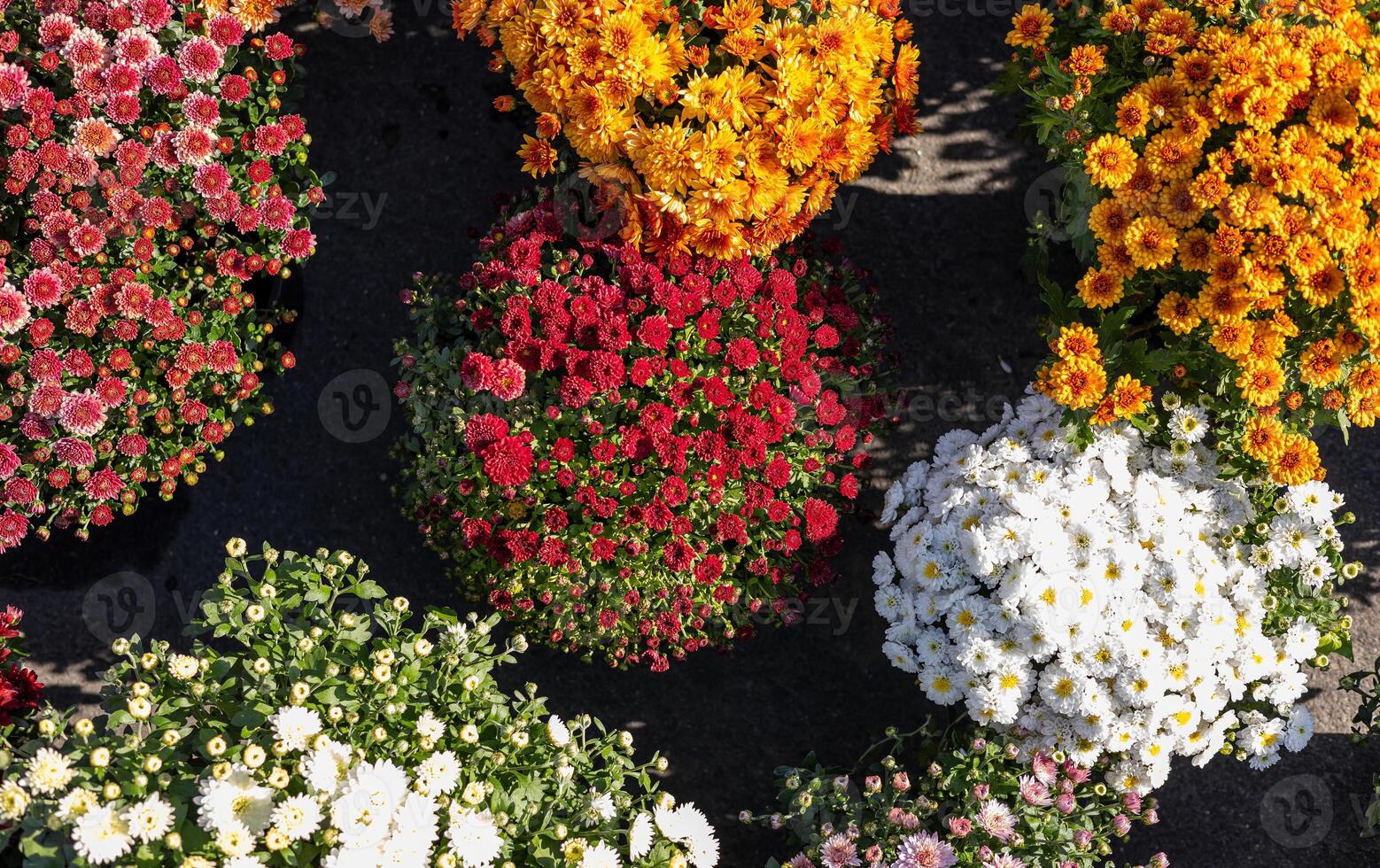 A variety of chrysanthemums in bright colors fills a garden market, showcasing autumn beauty. Brightly colored mums chrysanthemum plants at farmers market fall festival. photo
