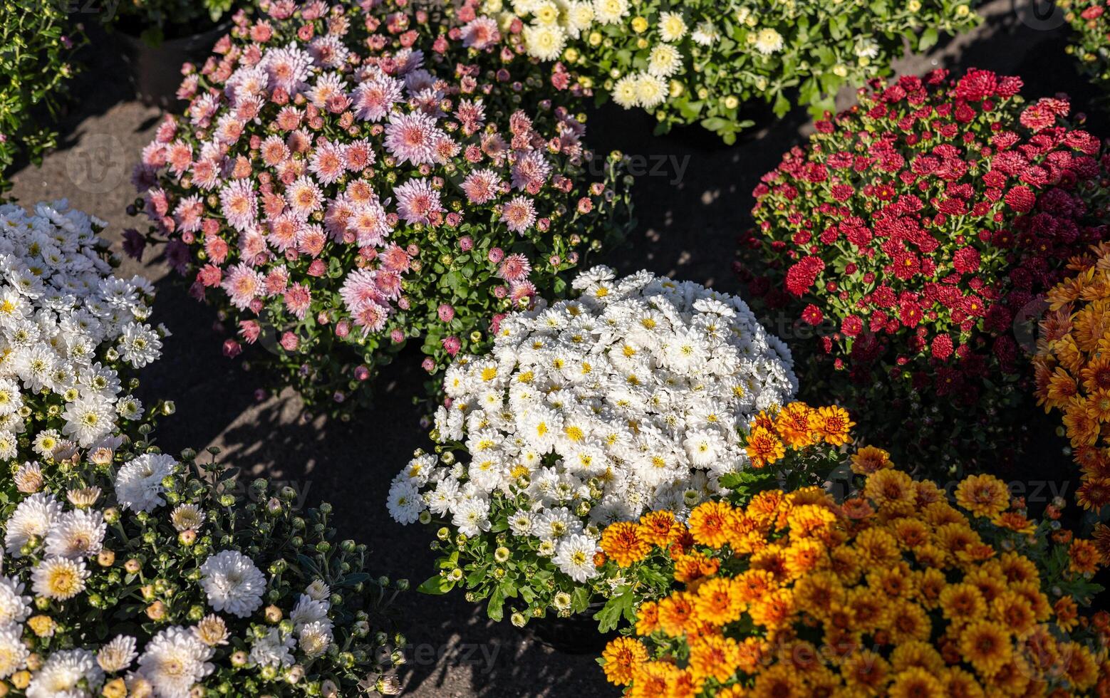 A variety of chrysanthemums in bright colors fills a garden market, showcasing autumn beauty. Brightly colored mums chrysanthemum plants at farmers market fall festival. photo
