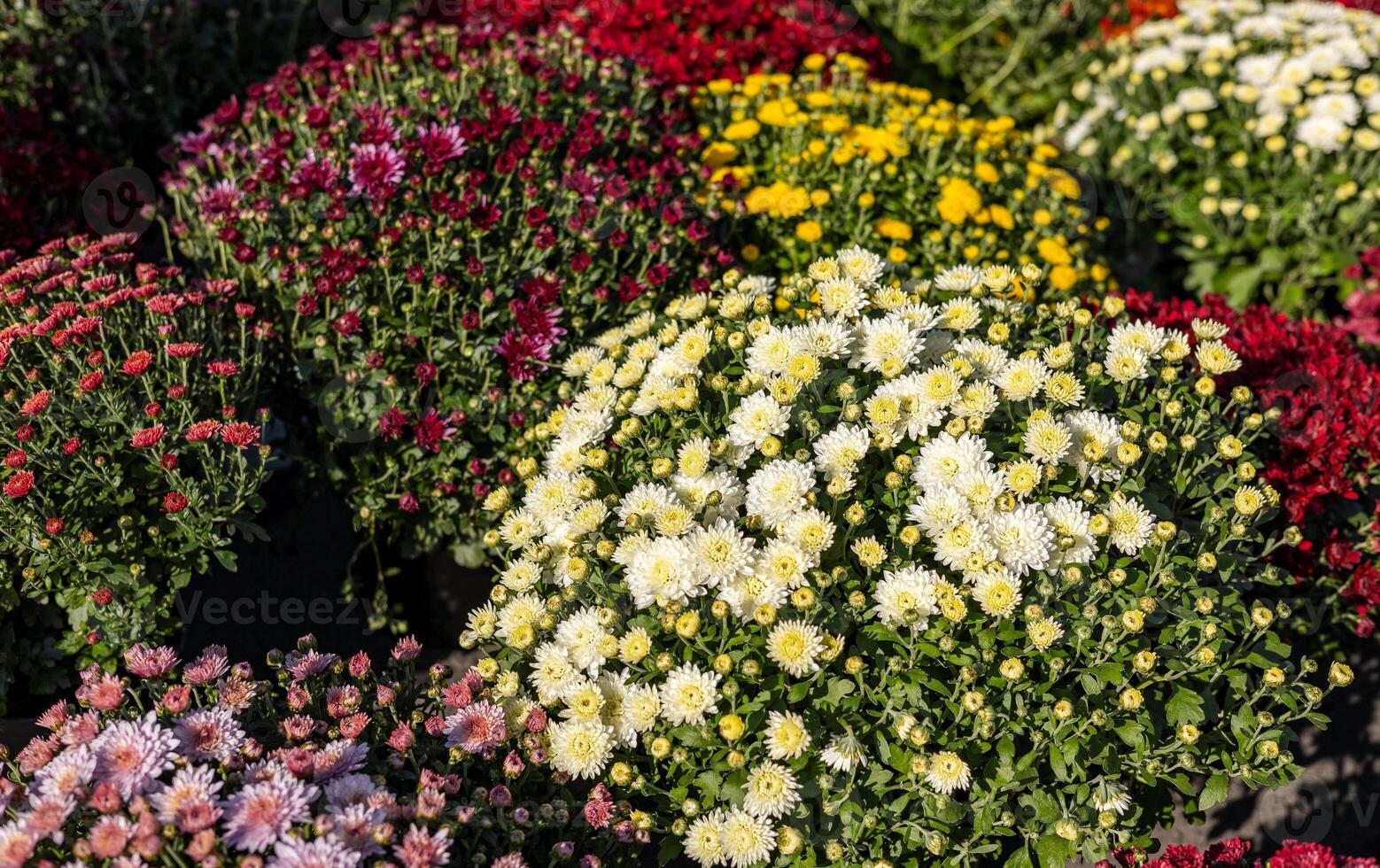A variety of chrysanthemums in bright colors fills a garden market, showcasing autumn beauty. Brightly colored mums chrysanthemum plants at farmers market fall festival. photo
