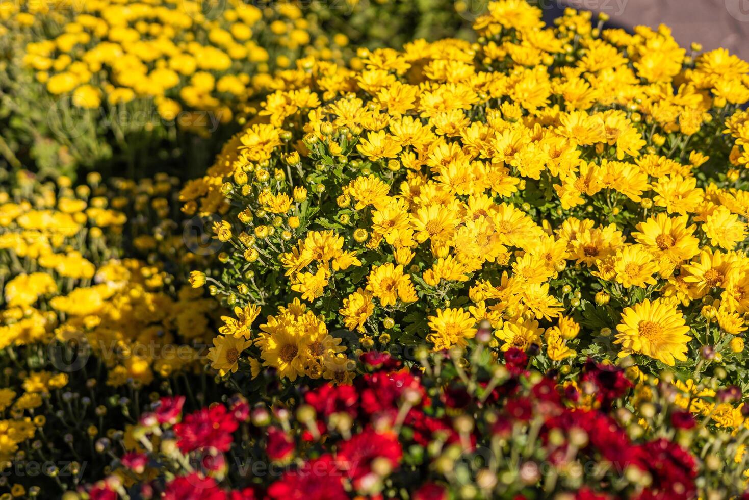 A variety of chrysanthemums in bright colors fills a garden market, showcasing autumn beauty. Brightly colored mums chrysanthemum plants at farmers market fall festival. photo
