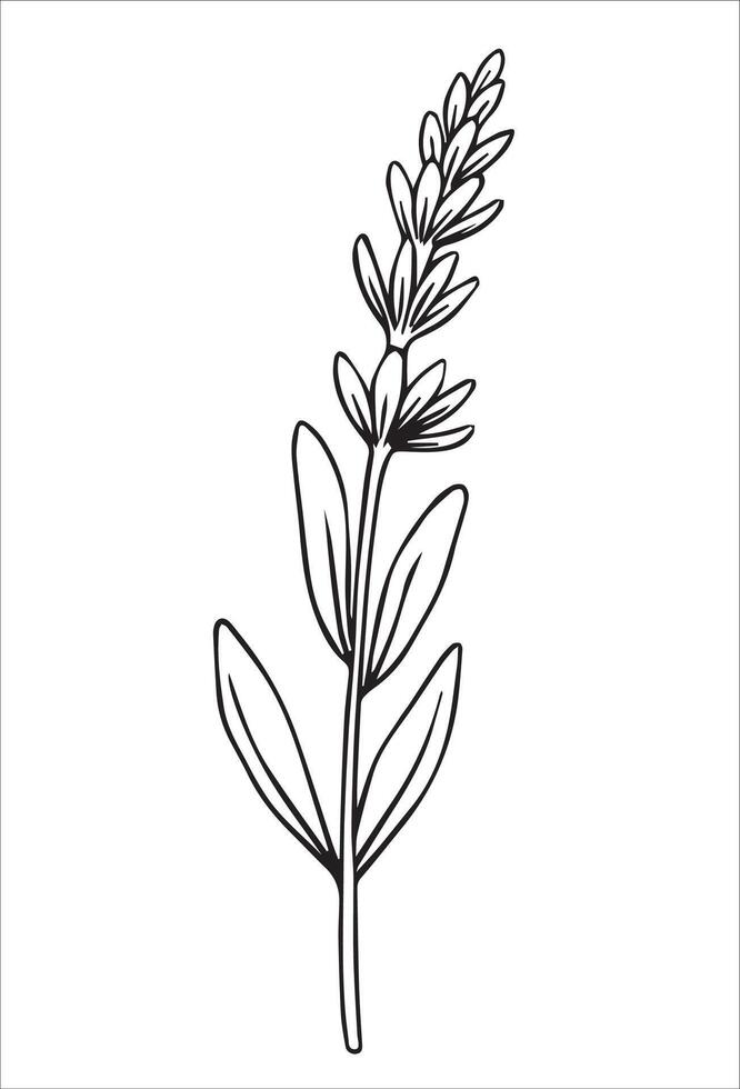 sprig of lavender flower. illustration in sketch style. vector