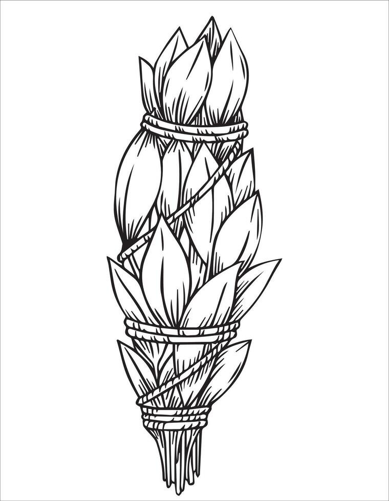 bunch of sage leaves. illustration in sketch style. vector