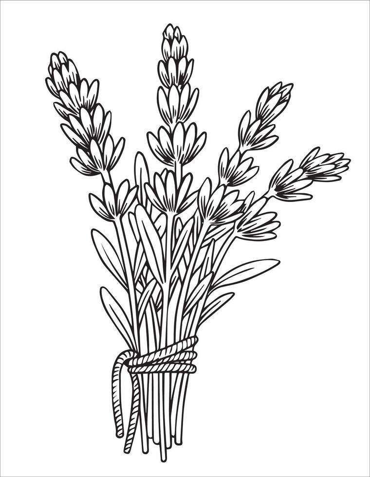 bunch of lavender flowers. illustration in sketch style. vector
