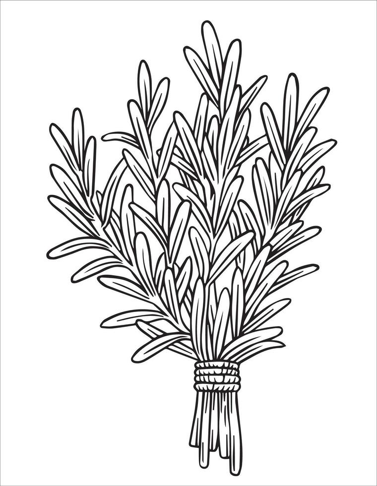 bunch of rosemary herbs. illustration in sketch style vector