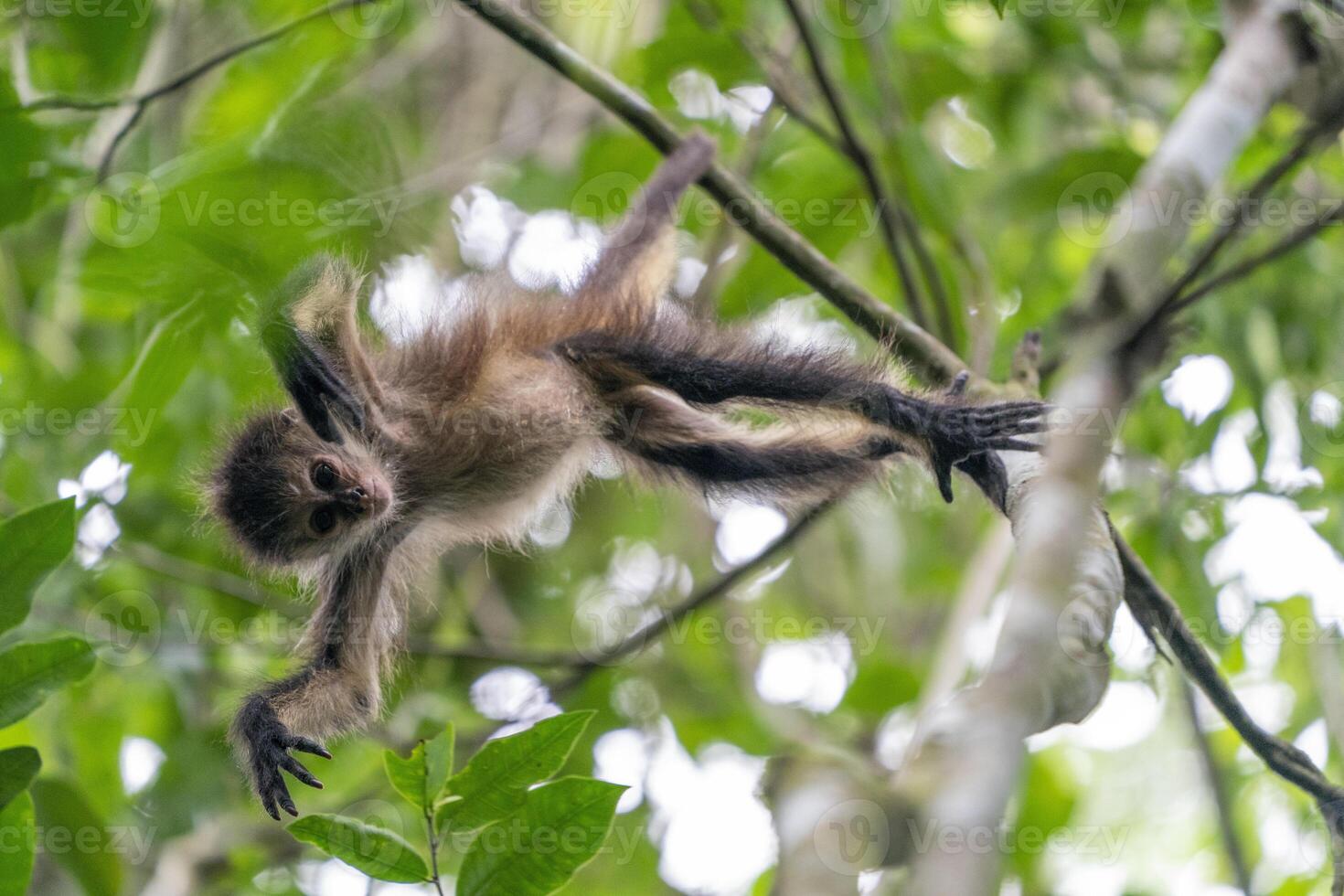 Baby spider monkey on a tree looking at you in the rainforest of Punta Laguna mexico photo