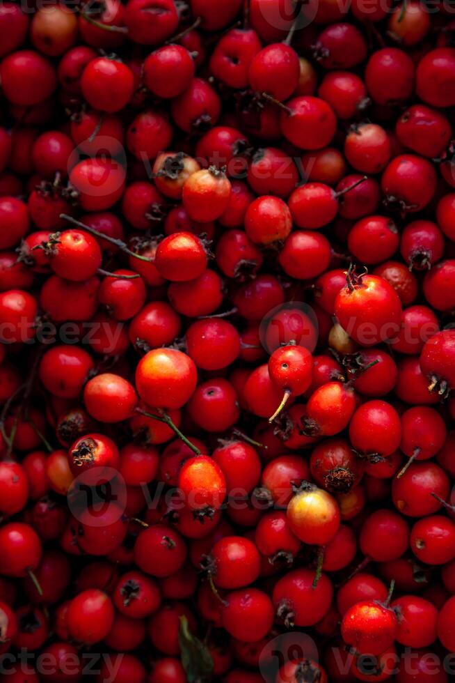 Red berries of a useful plant hawthorn. It looks like a rose hip. A medicinal plant used in medicine. Background from fruits top view. Harvest. photo