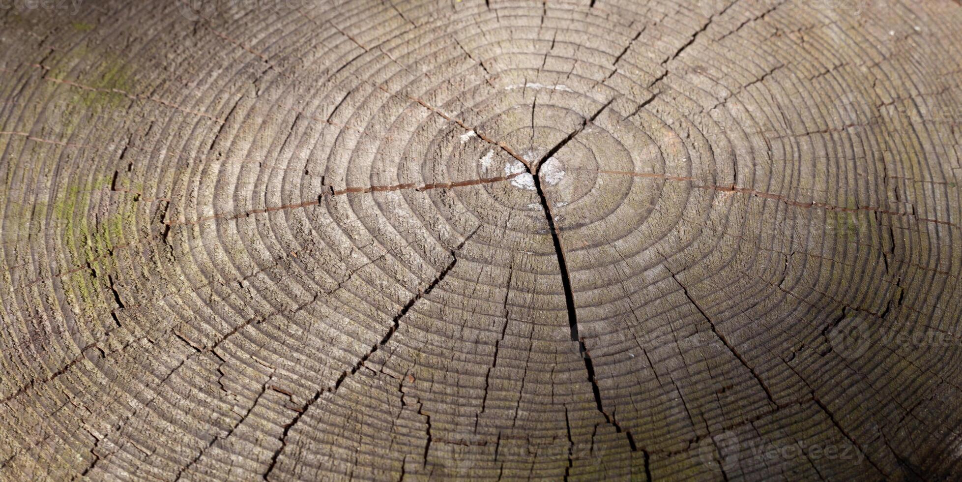 Sectional tree. Old barrel rings. Background with wood texture. Stump. Grey color. photo