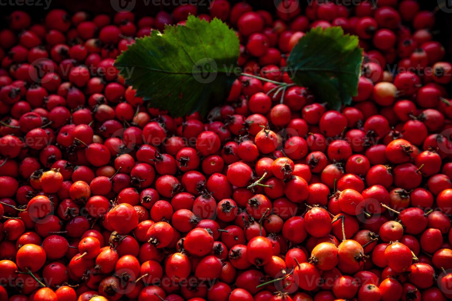Red berries of a useful plant hawthorn. It looks like a rose hip. A medicinal plant used in medicine. Background from fruits top view. Harvest. photo