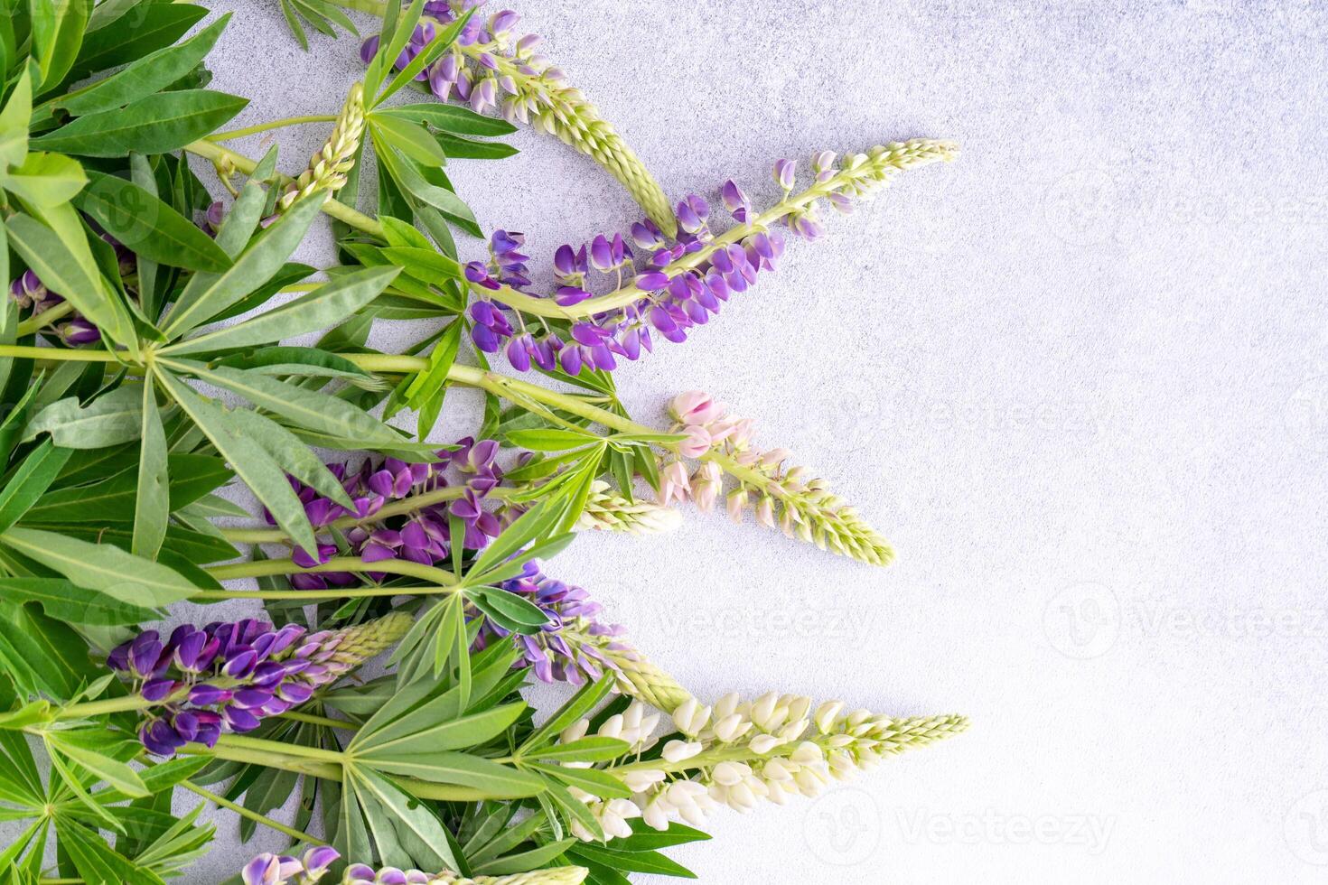 Lupine flowers. Purple and pink bud. photo