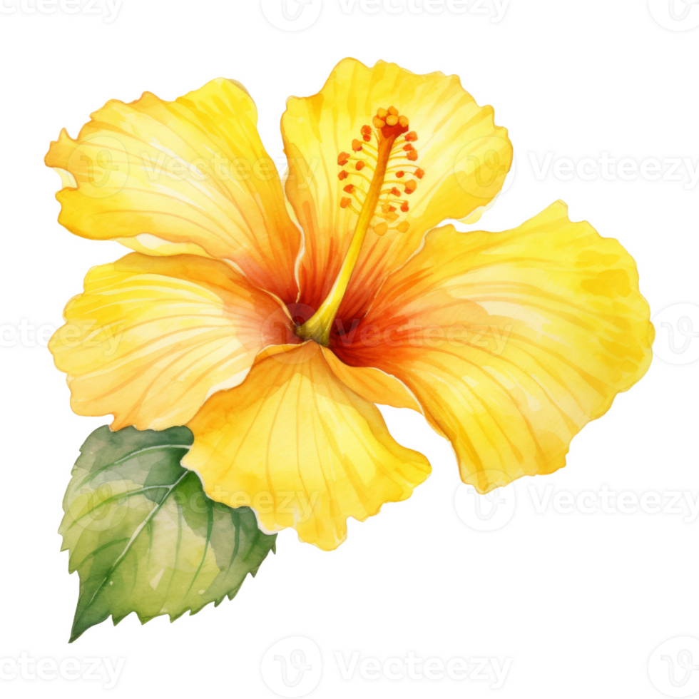 Yellow Hibiscus, Tropical Flower Illustration. Watercolor Style. png