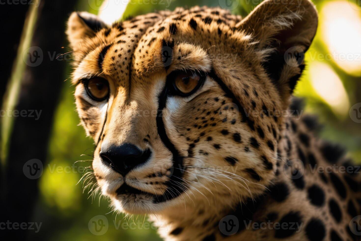 Beautiful cheetah in the jungle. Wildlife scene from nature. . photo