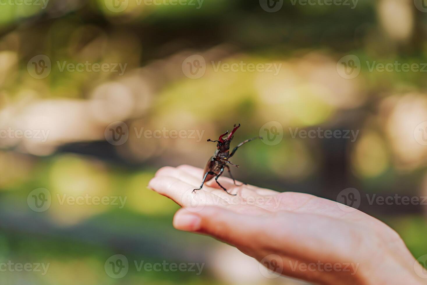 Stag beetle in hand. Lucanus cervus. Fighting beetles photo