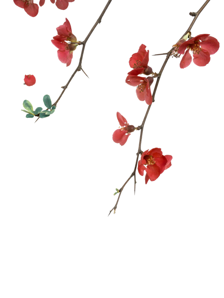 isolated red flower png