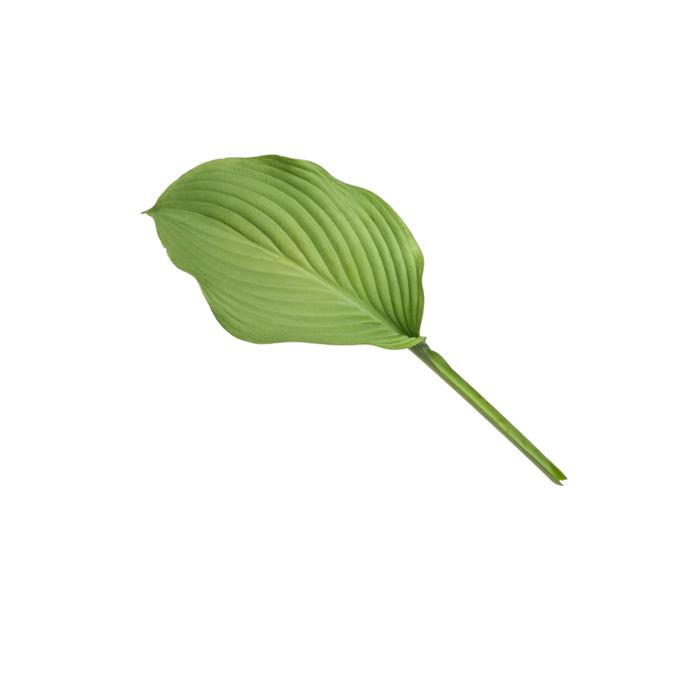 Close-up leaf fresh green isolated free image png