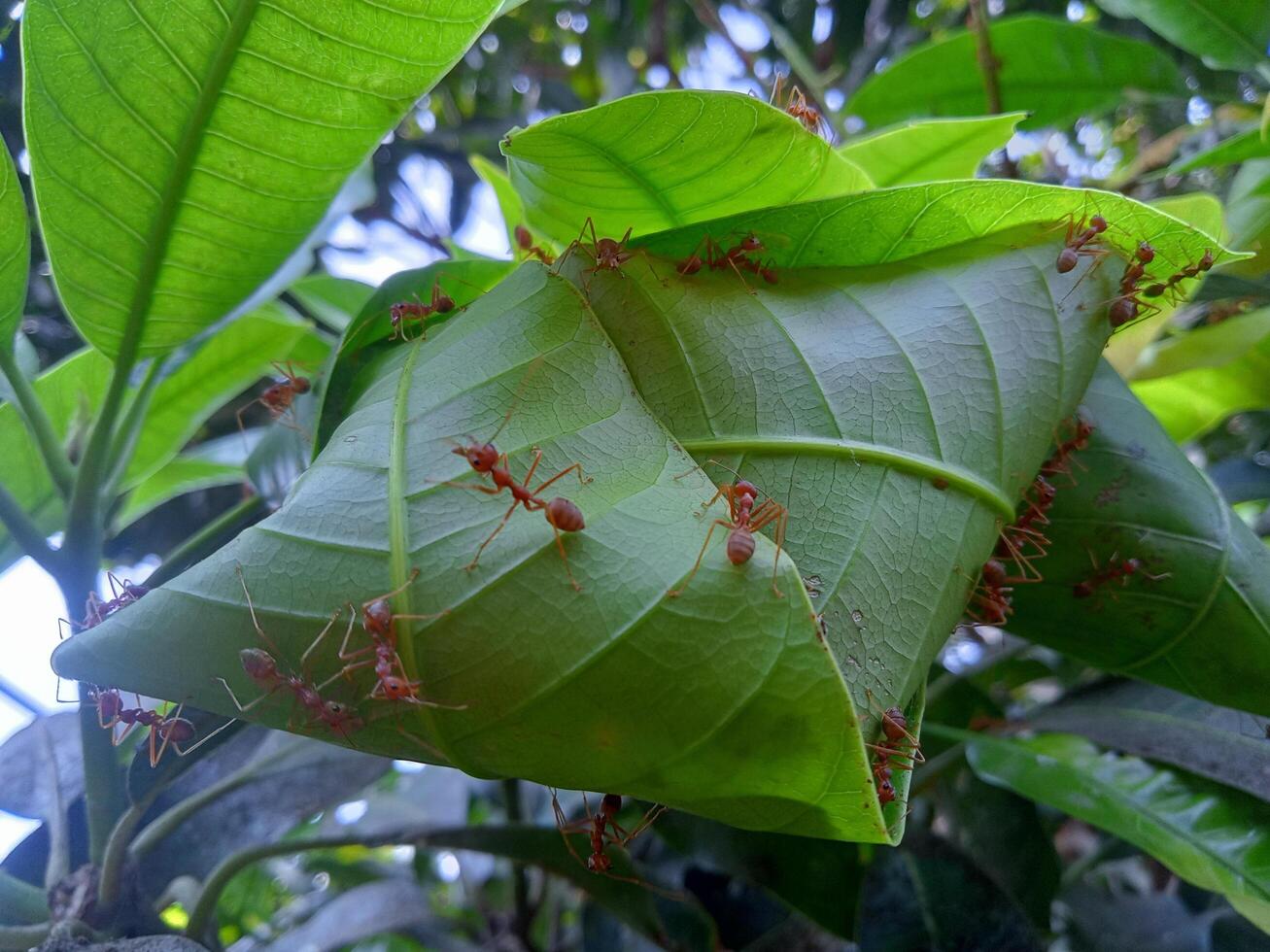 Weaver ant nest, horizontal view photo