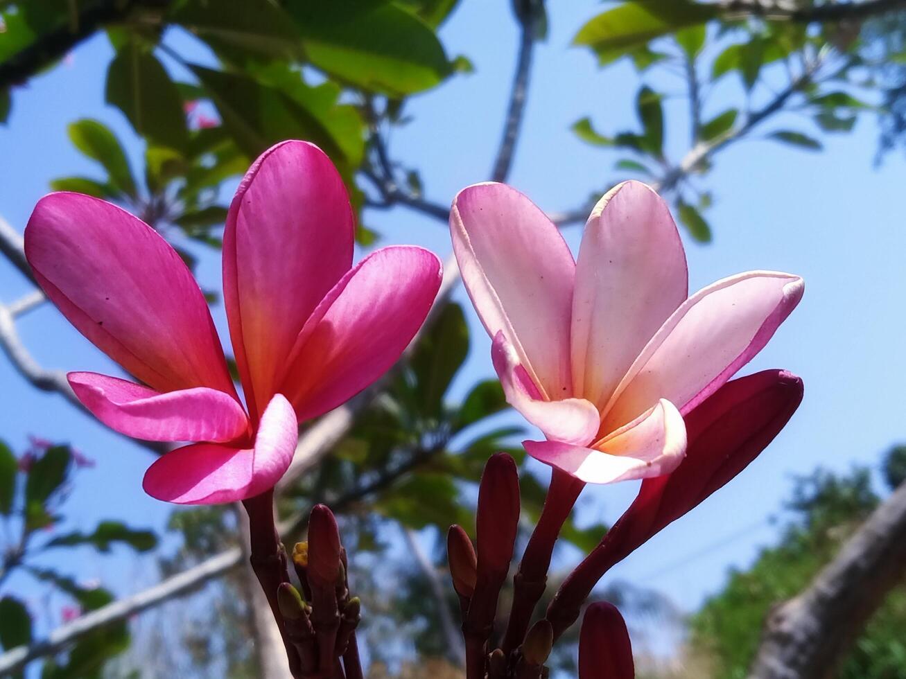 Pink cempaka flower with close up horizontal view photo