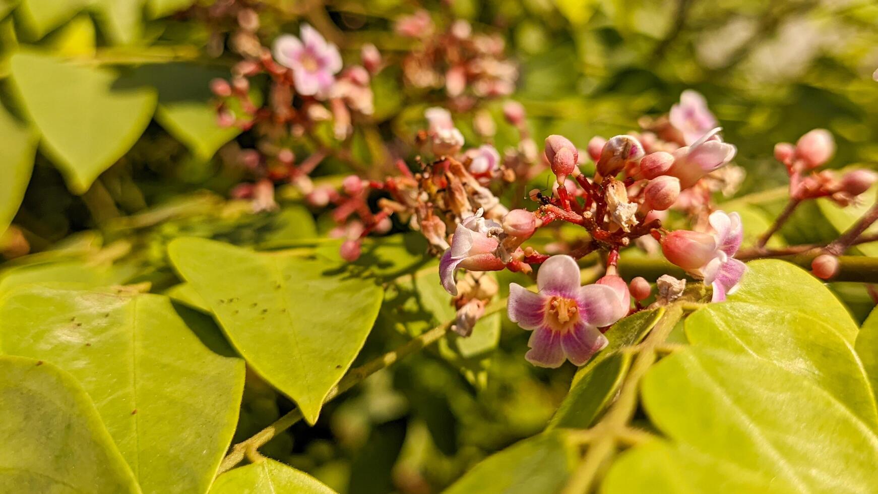 close up of averrhoa carambola plant photo