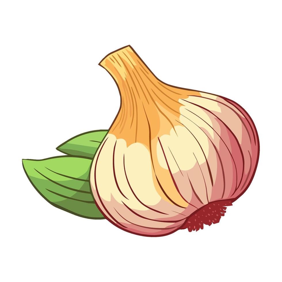 Fresh organic garlic, a healthy seasoning ingredient vector