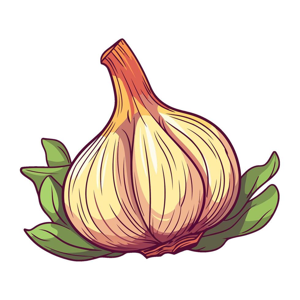 Fresh garlic plant, a healthy seasoning ingredient vector