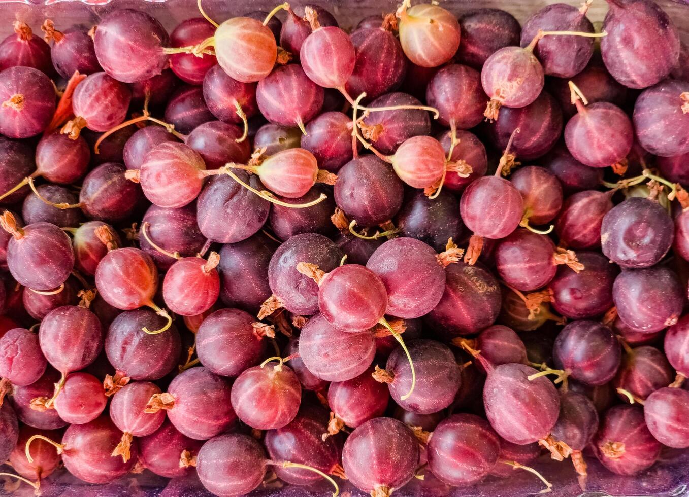 Fresh ripe gooseberries as a background. Fruits at the farmers market. Organic products photo