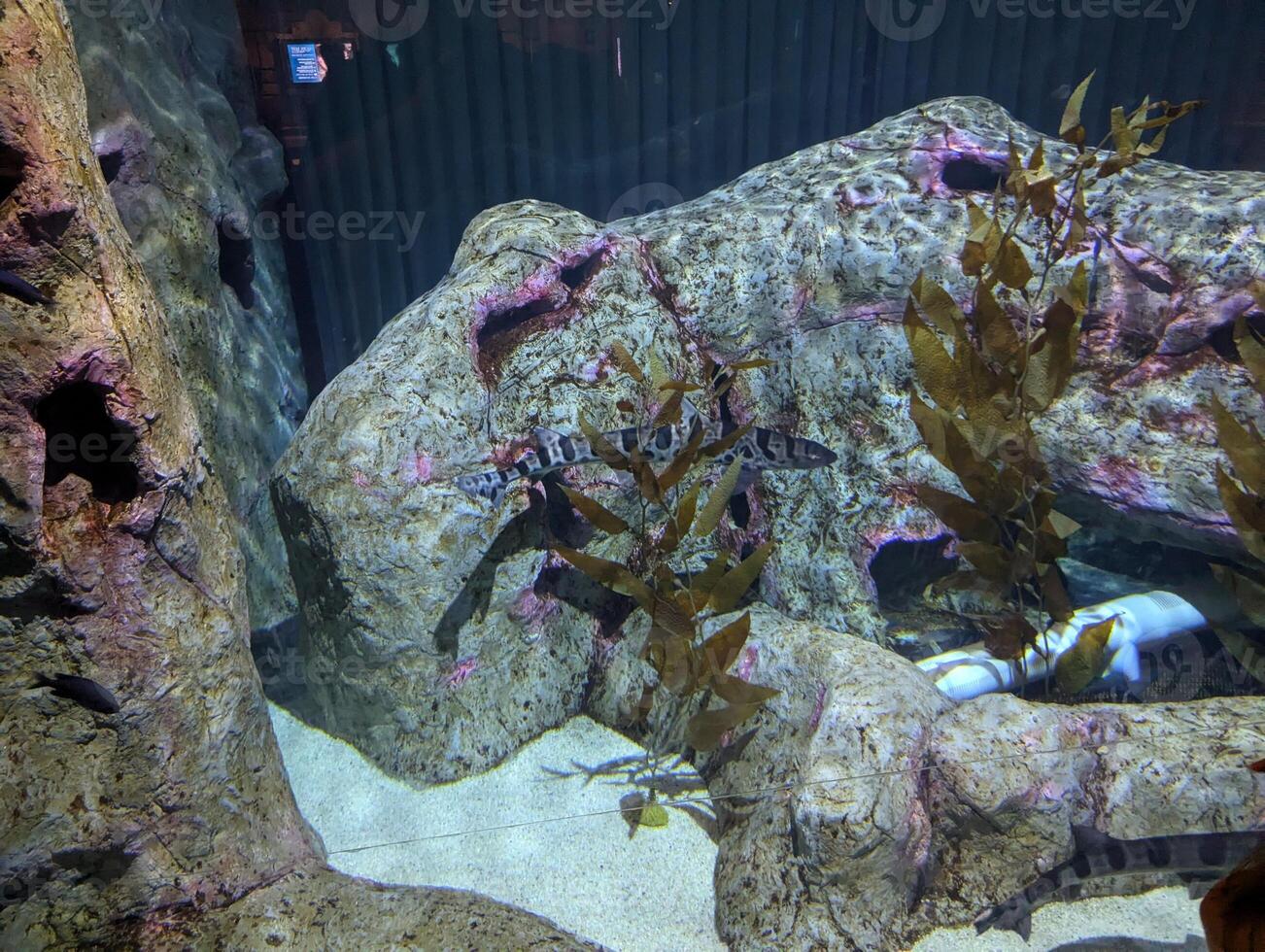 Swell shark or Cephaloscyllium ventriosum. Aquarium swims underwater. Found in the tropical and subtropical eastern Pacific Ocean. photo