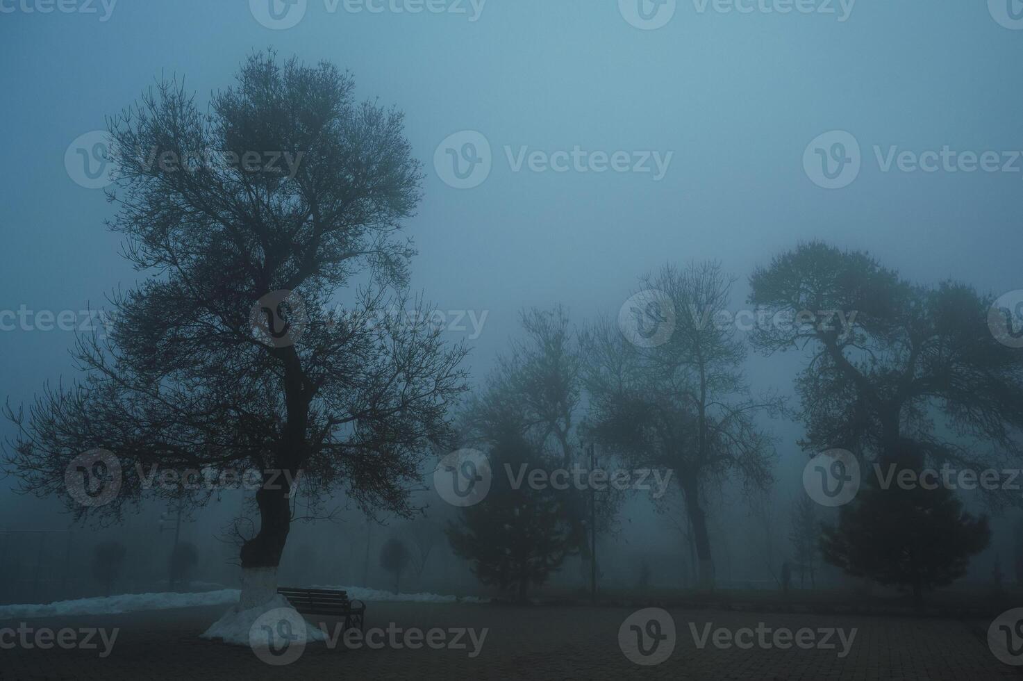 misty mystical landscape with trees in park in fog mist in winter evening photo