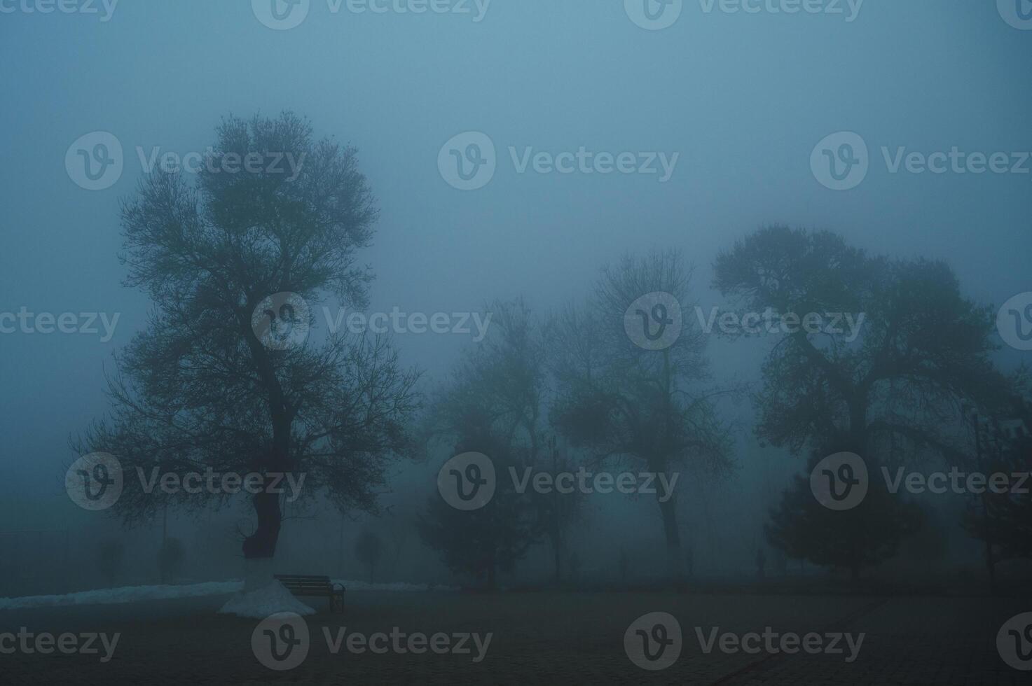 misty mystical landscape with trees in park in fog mist in winter evening photo