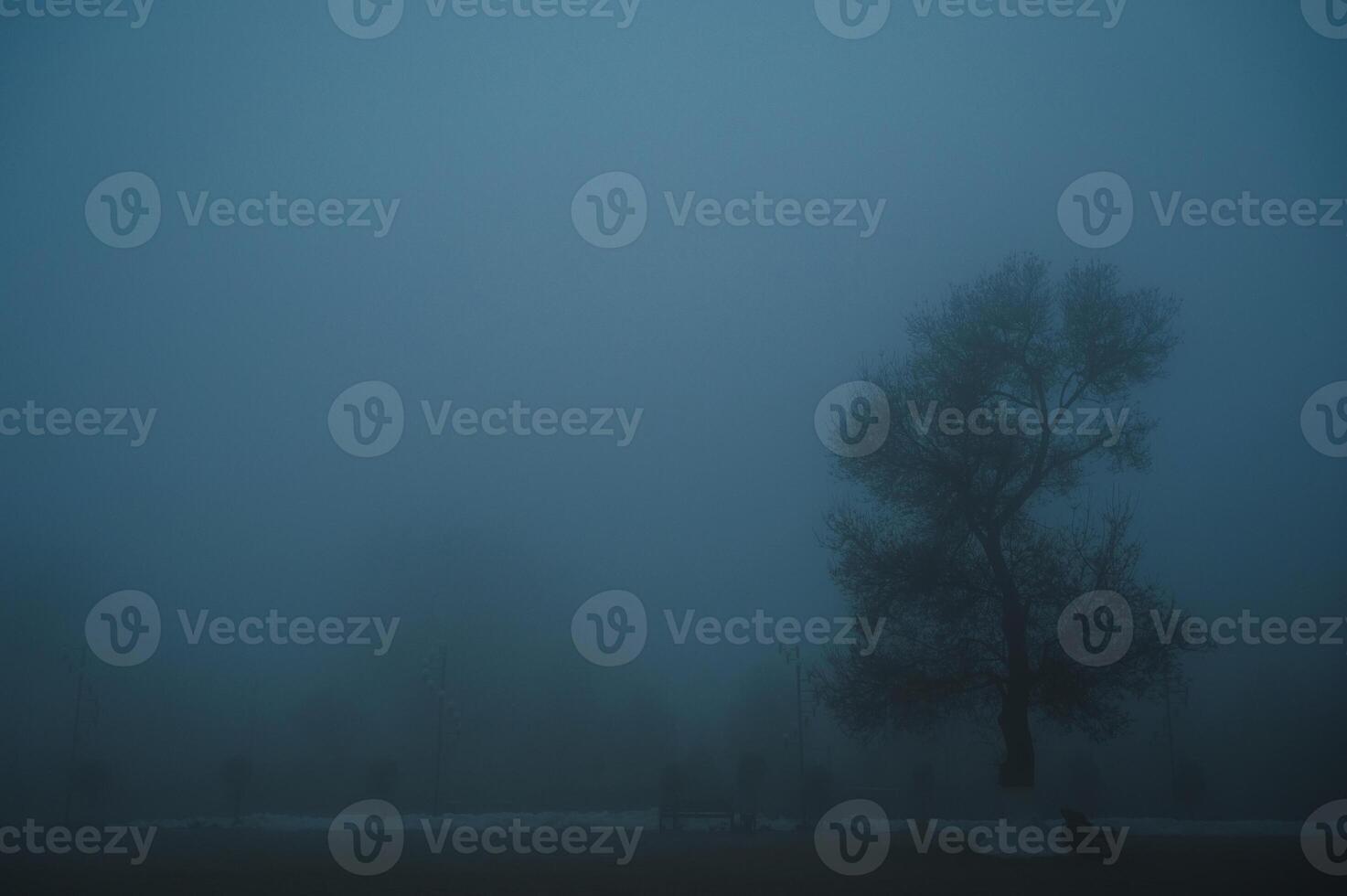 misty mystical landscape with lonely tree in park in fog mist in winter evening photo