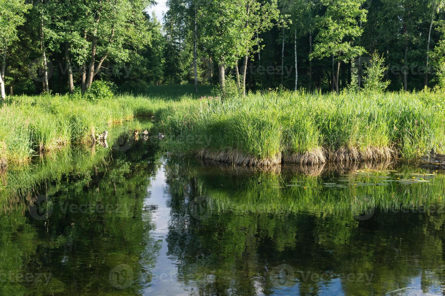natural summer landscape with a quiet swampy river photo