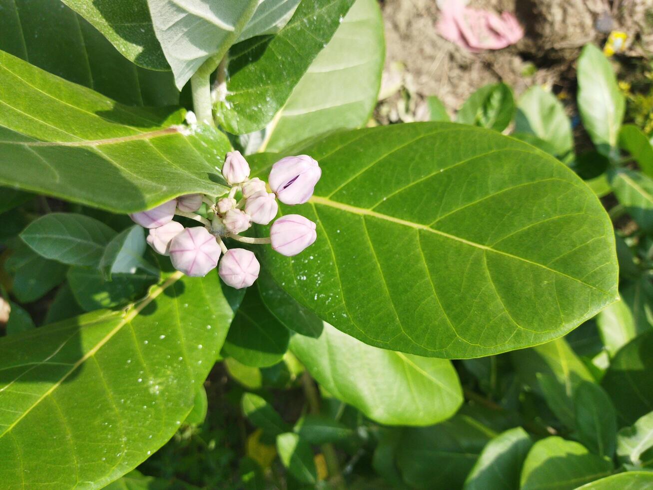 a close up of a plant with green leaves Akanda tree, this akanda is full of medicinal properties photo