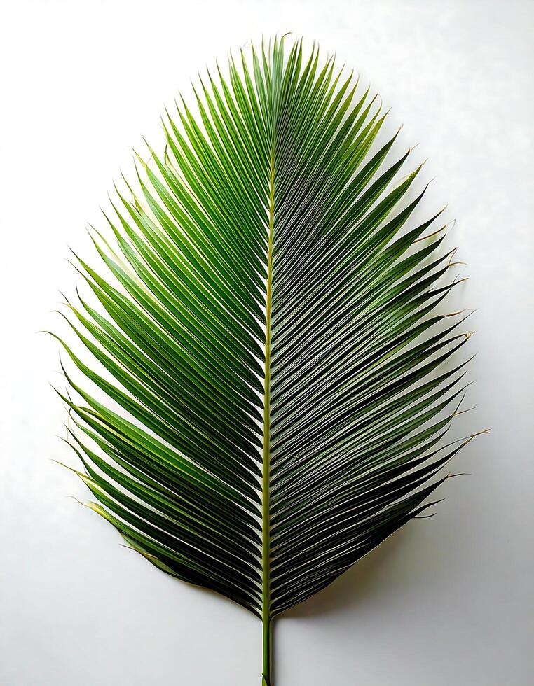 A palm leaf is shown on a white surface photo