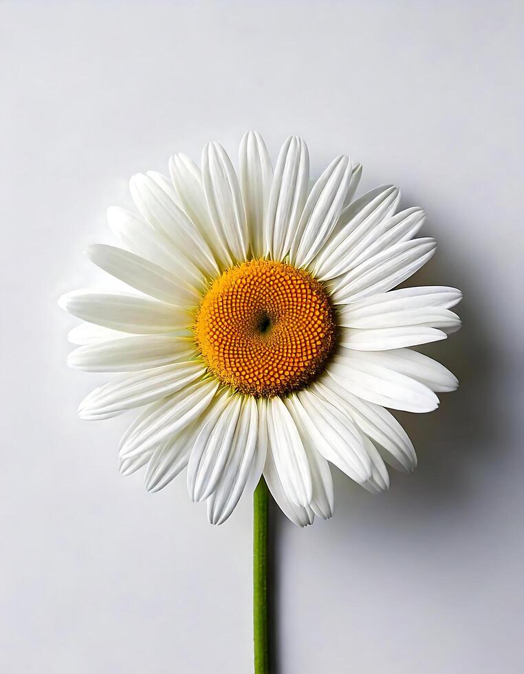 A single white daisy on a white background photo