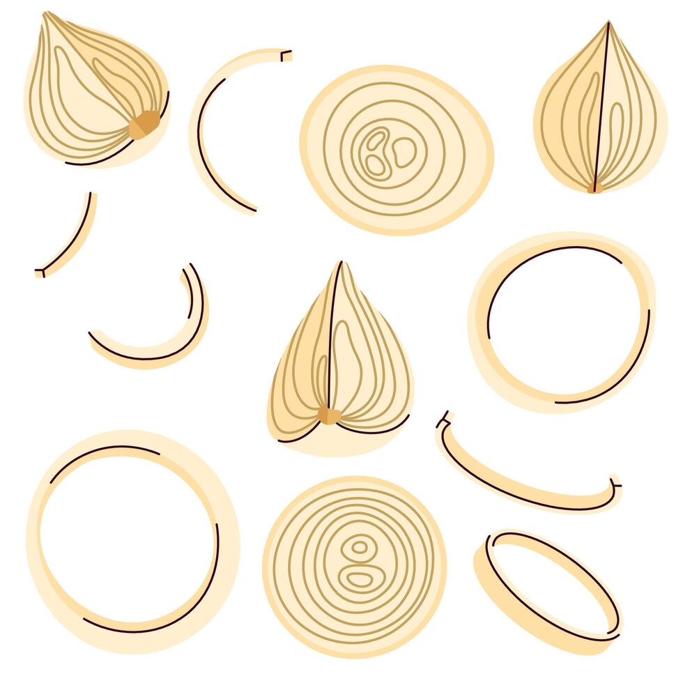 Set of onion slices and chopped onions bulbs in style. Hand drawn onion sections vector