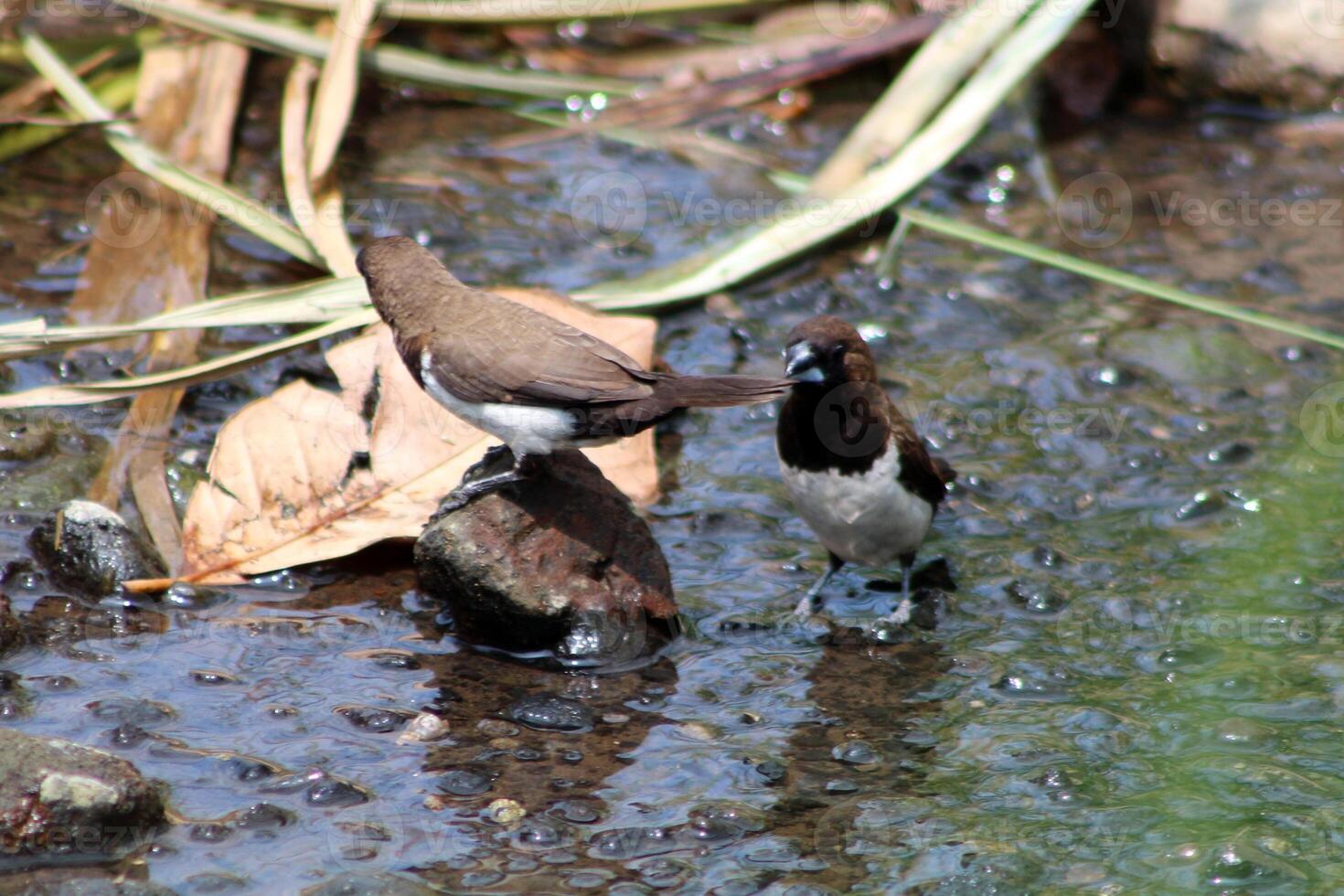 The Javan munia, Lonchura leucogastroides, is a species of estrildid finch native to southern Sumatra, Java, Bali and Lombok islands in Indonesia. photo