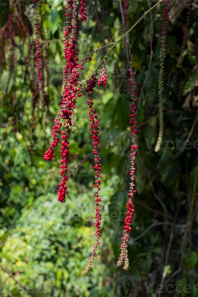 A cluster of wild berries suspected to be Coccoloba porphyrostachys Gomez Laur with the common name Califlower treeweed photo