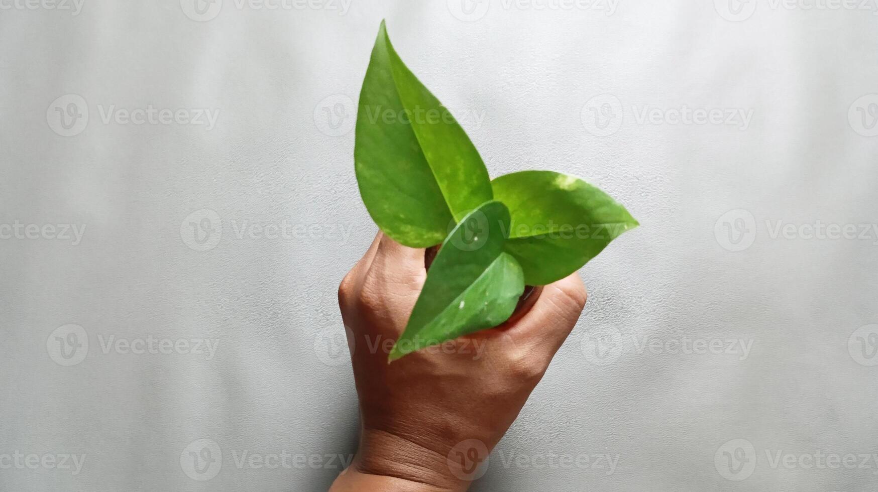Top view of hand holds a plant growing in a bottle filled with water on an isolated background. photo