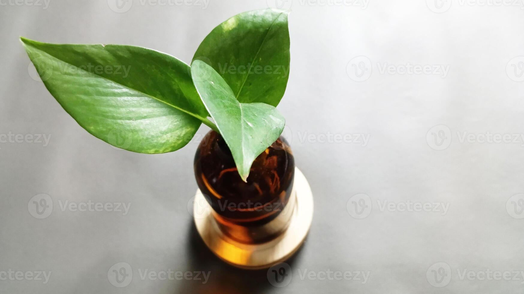 Top view of plants growing in bottles filled with water on isolated background. photo
