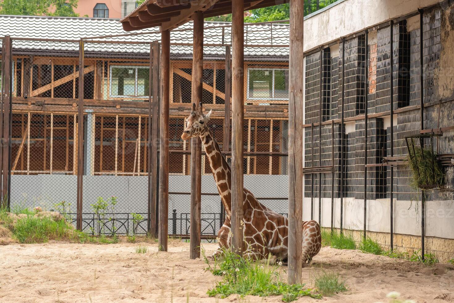 giraffe resting in zoo enclosure photo