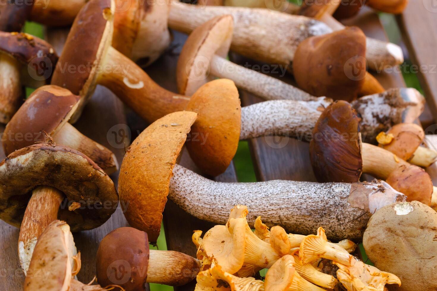 There are a lot of wild mushrooms on the table , aspen and blackberries . Mushrooms in the forest. Mushroom picking photo