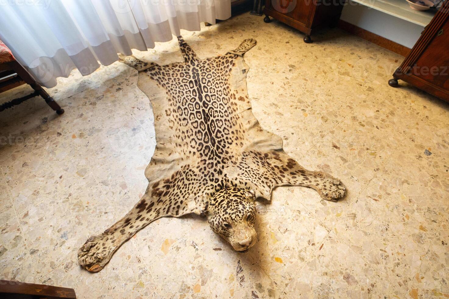 The skin of a dead leopard lay on the floor photo