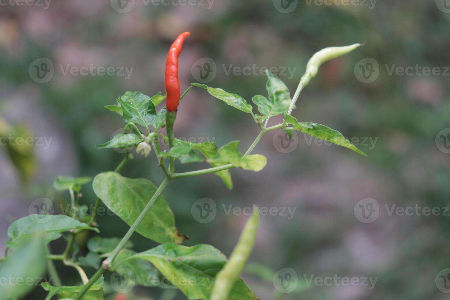 Chili Pepper Plant Growing - A vibrant red chili pepper hangs among its pale green counterparts on a lush plant, showcasing the beauty of nature's bounty. photo