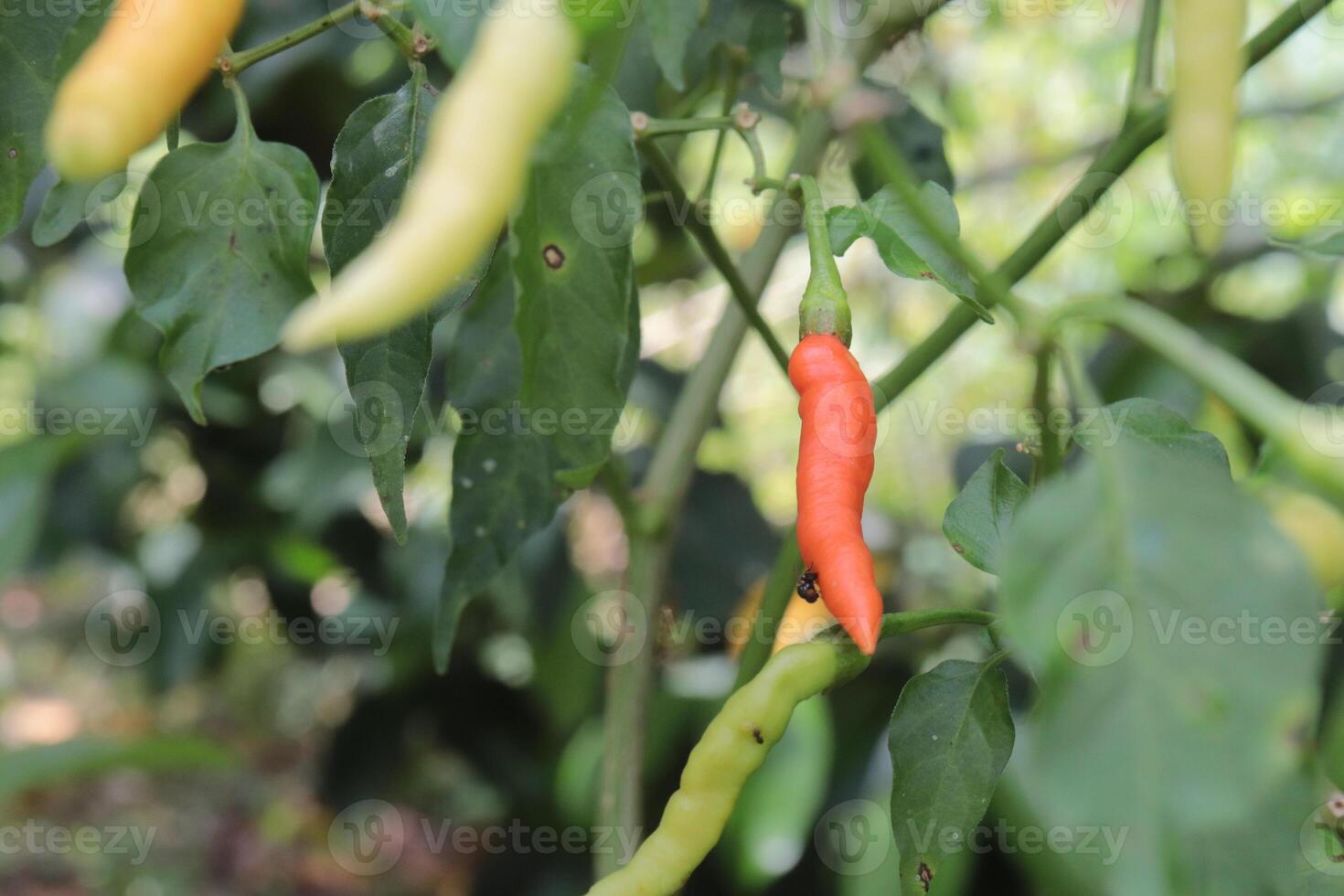 Chili Pepper Plant Growing - A vibrant red chili pepper hangs among its pale green counterparts on a lush plant, showcasing the beauty of nature's bounty. photo