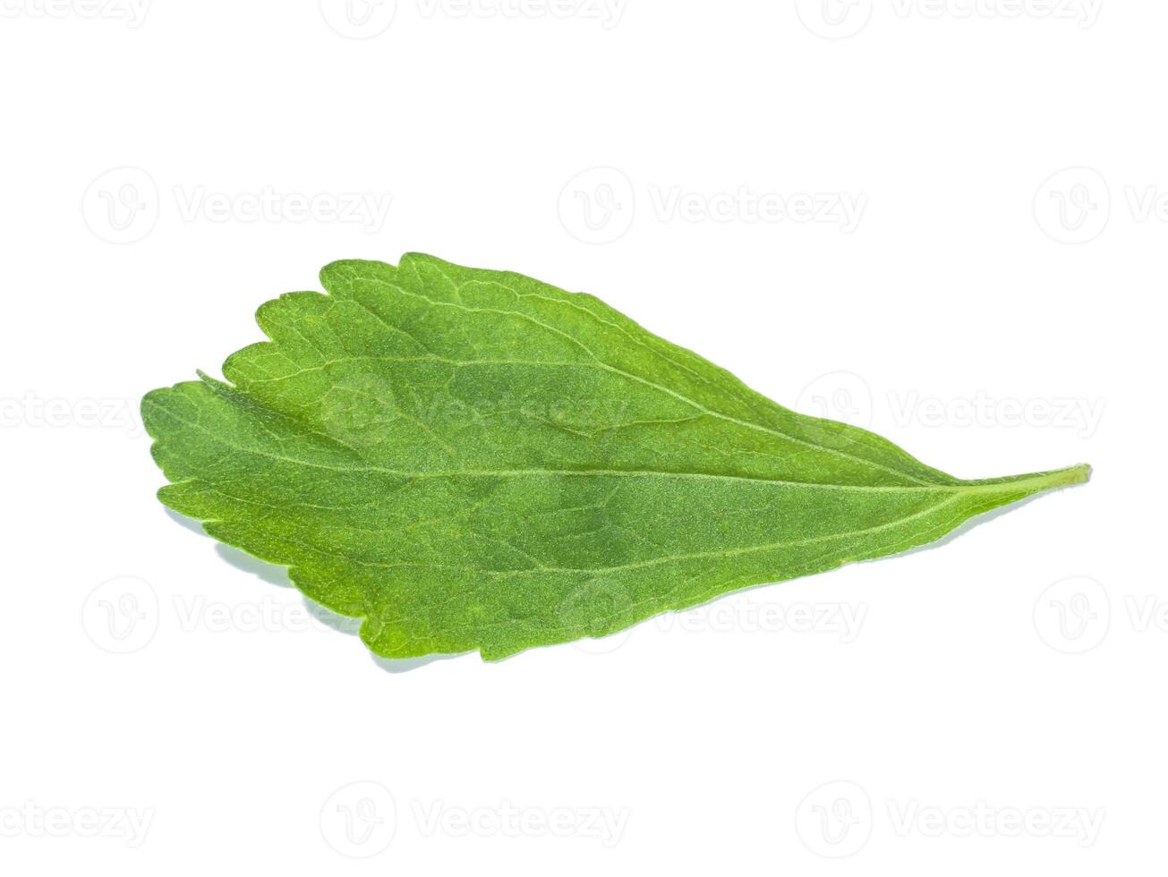 fresh Stevia rebaudiana leaves on white background. photo