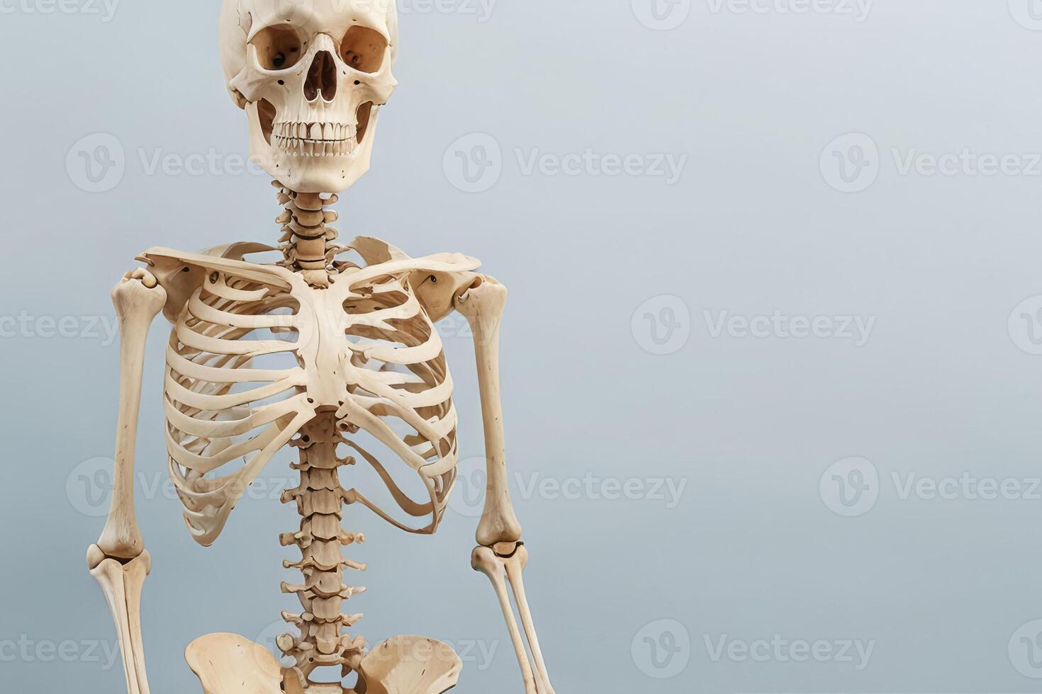 Studio Photo of Human Skeletons Displayed Side by Side on a Neutral Background