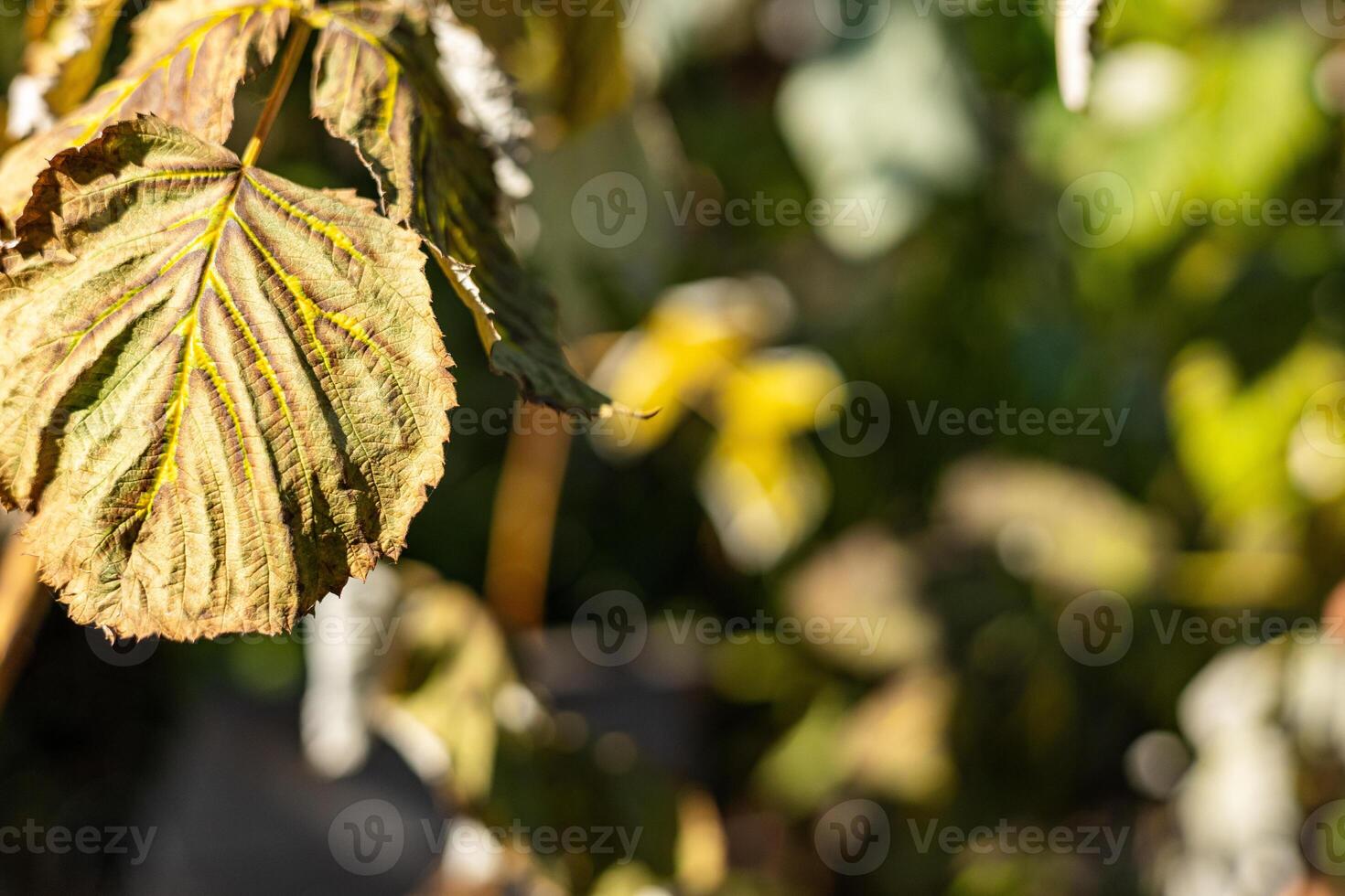 Natural background with blurred background. Gentle and serene image that invites the viewer to appreciate the beauty of nature. photo